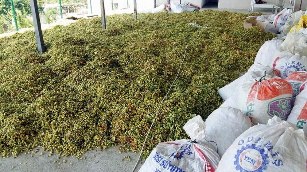 Aydın’da Antep fıstığı hasadı başladı 