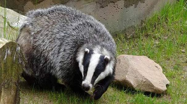 Aydın'da apartmanın bodrum katından porsuk çıktı