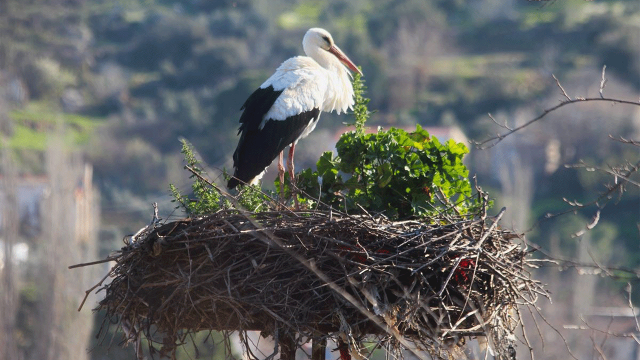 Aydın’da baharın müjdecisi! Söke’ye ilk leylek geldi