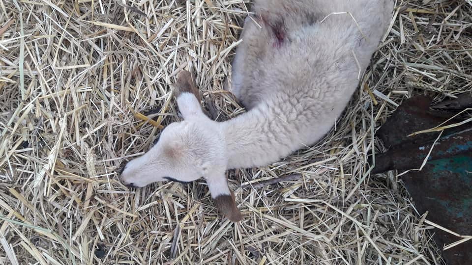 Aydın’da başıboş köpekler çobanların korkulu rüyası oldu 