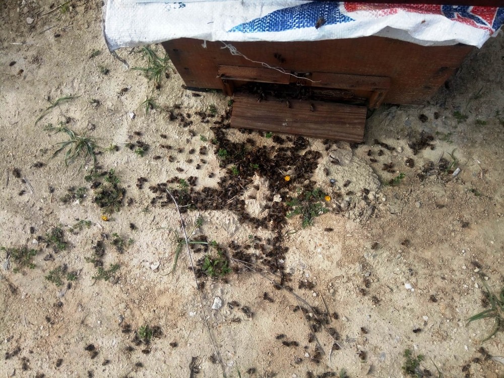 Aydın’da bilinçsiz tarımsal ilaçlamanın neden olduğu arı ölümleri devam ediyor 