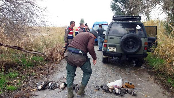 Aydın'da bir tutam et için ördekleri katlettiler