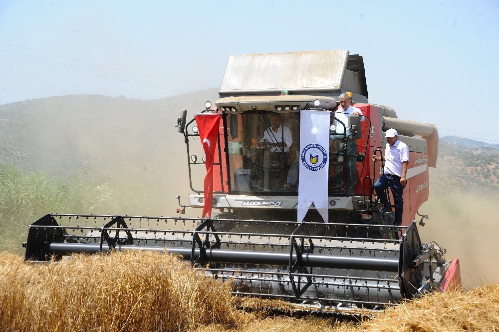 Aydın’da buğday hasat şenliği gerçekleşti 
