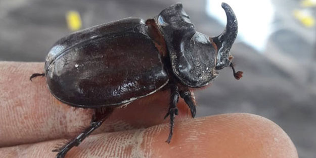 Aydın'da çiftçiler buldu! Dünyanın en güçlüsü