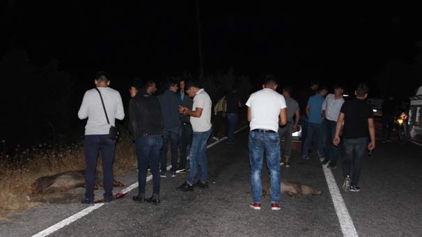 Aydın’da çiftçilerin korkulu rüyası haline gelen domuz istilası başladı