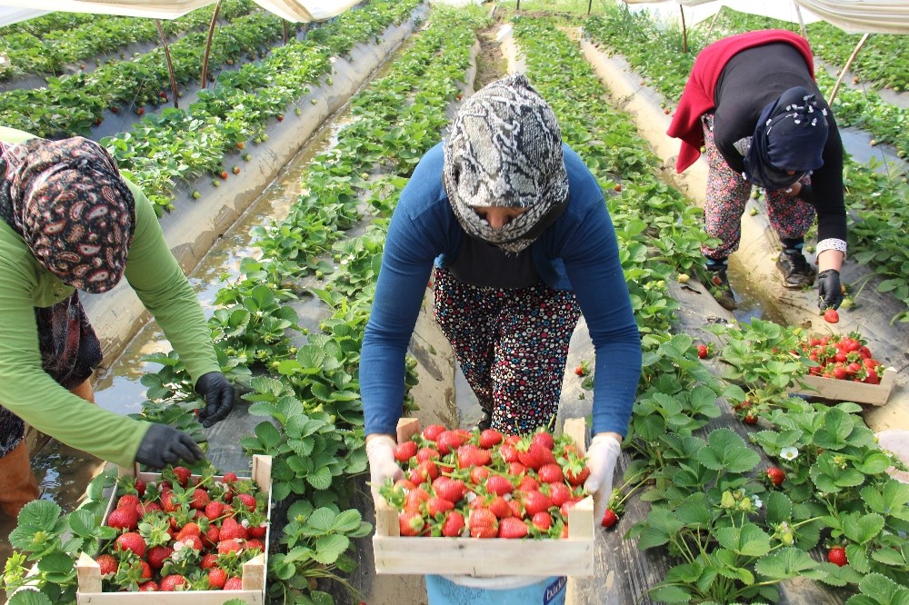 Aydın’da çilek üretimi başladı 