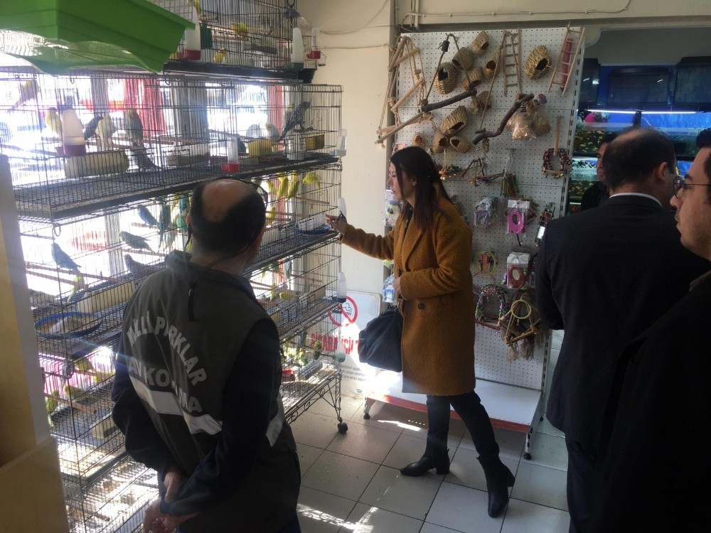 Aydın’da CITES kapsamında kaçakçılık operasyonu gerçekleştirildi 