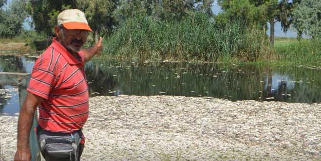 Menderes'te toplu şüpheli toplu balık ölümleri