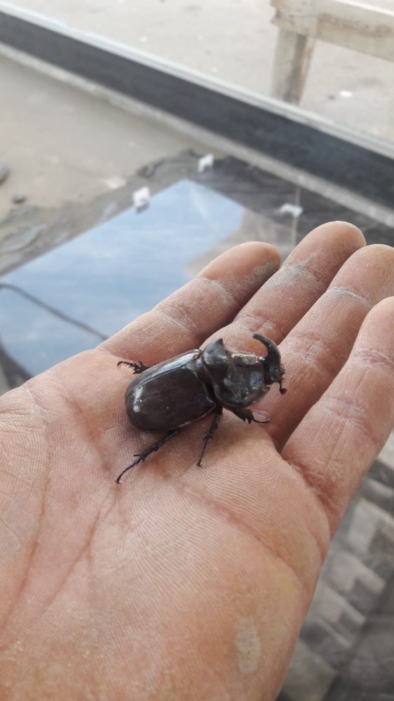 Aydın’da gergedan böceği bulundu 