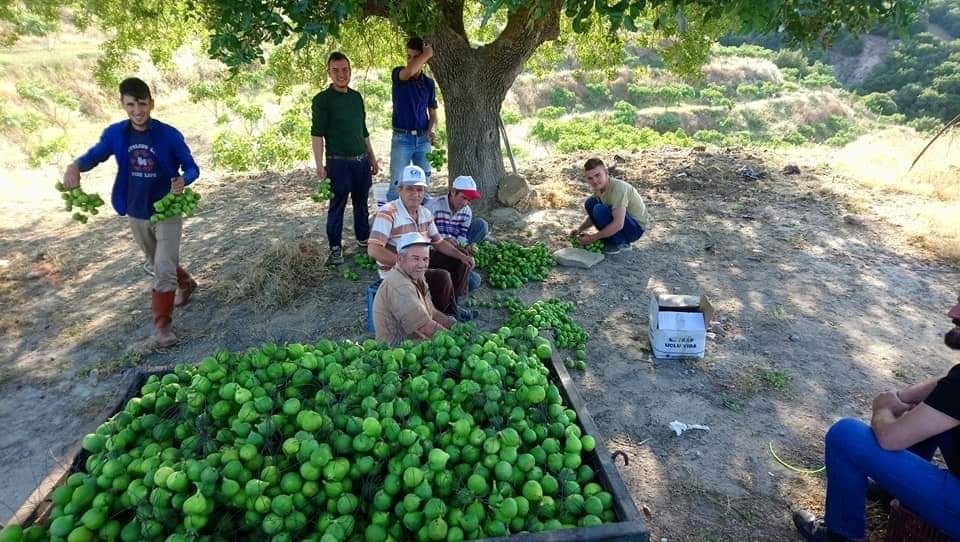 Aydın’da ilekleme sezonu başladı 