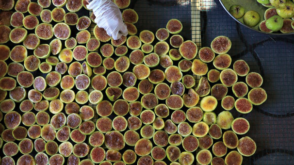 Aydın’da incir cipsi ilgi görüyor