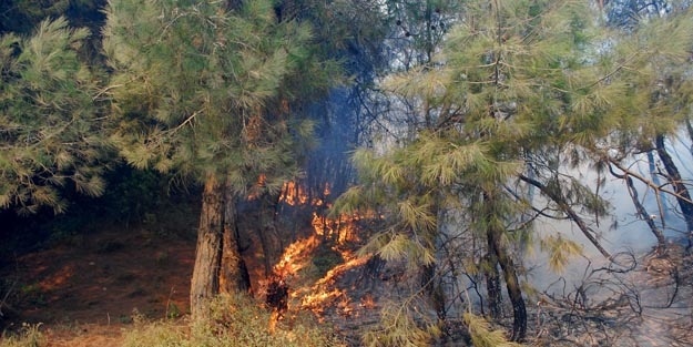 Aydın'da makilik alanda yangın