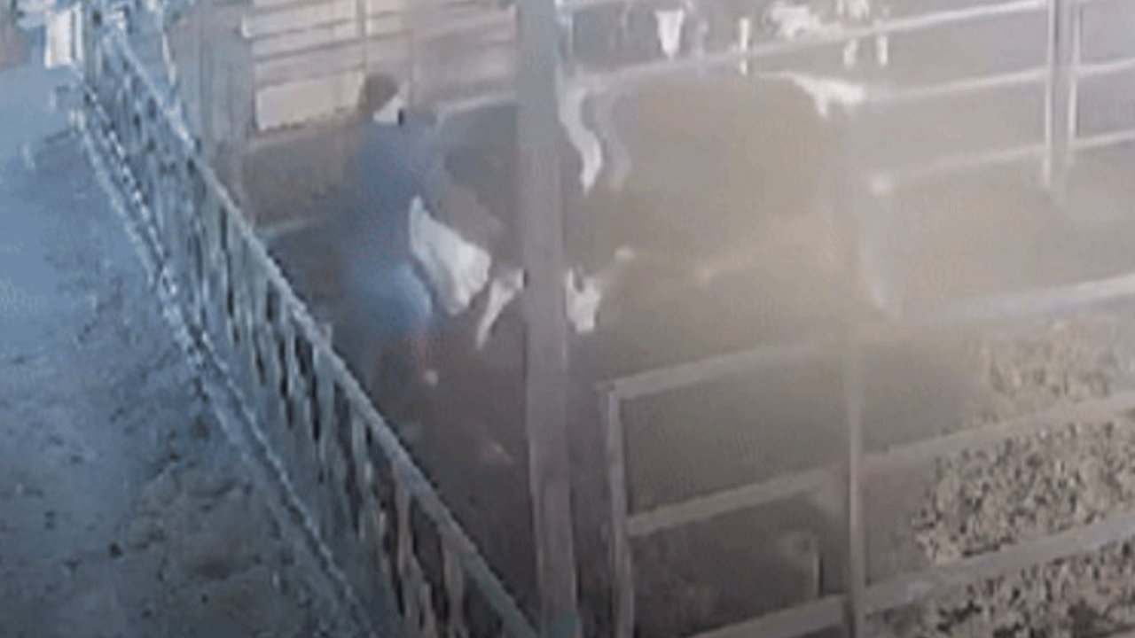 Aydın'da öfkeli boğa dehşeti!