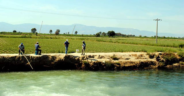 Aydın'da olta balık yerine yüksek gerilime takıldı