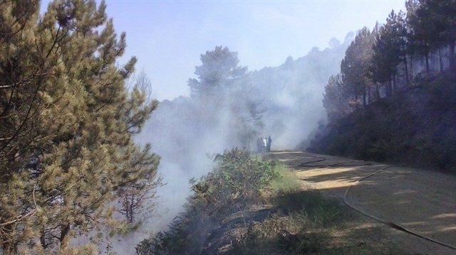 Aydın’da orman yangını korkuttu