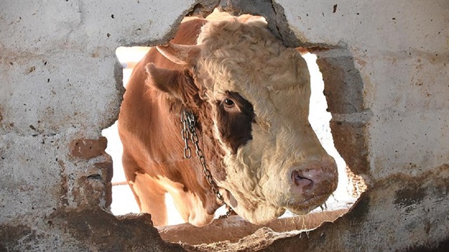 Aydın'da 'Şampiyon Doruk' 40 bin liraya alıcısını bekliyor