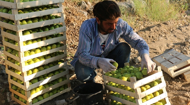 Aydın'da sezonun ilk incir hasadı başladı