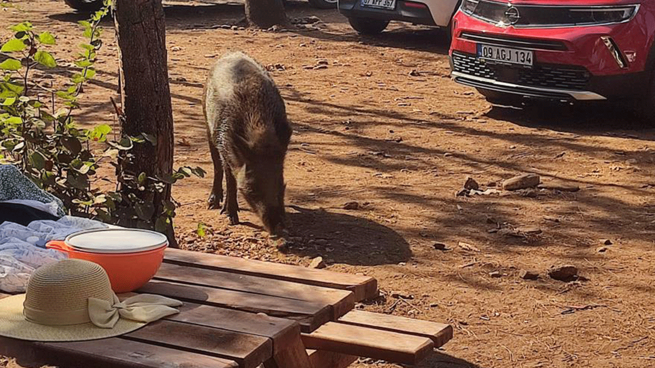 Aydın'da sıra dışı olay: Domuzlar şimdi de hırsızlık yaptı!