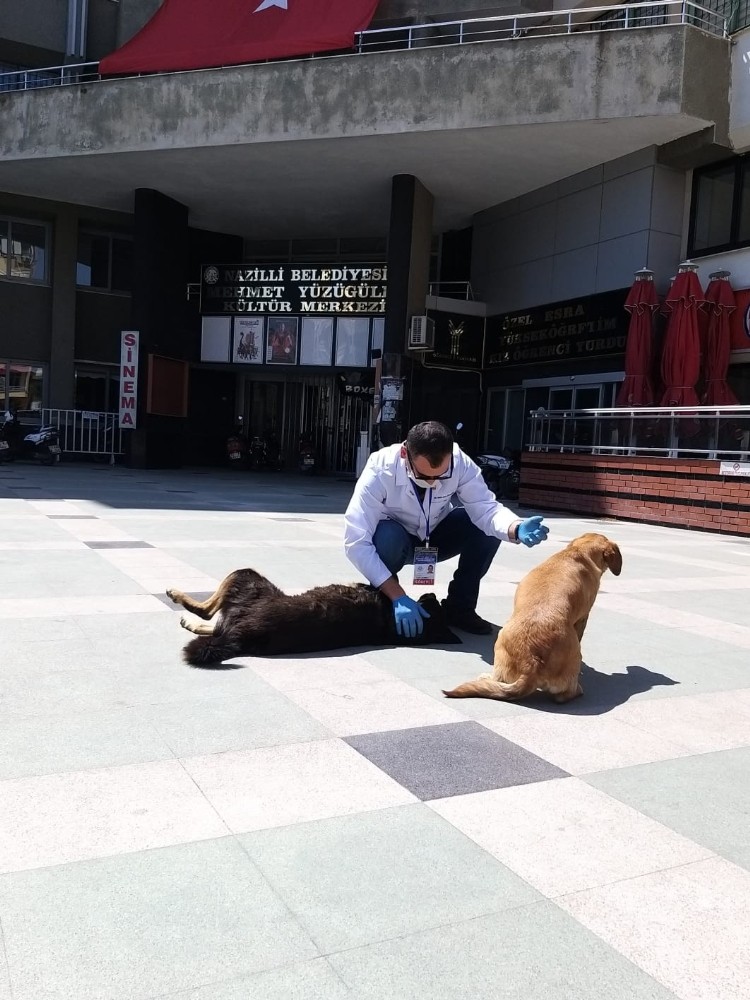 Aydın’da sokak hayvanları yalnız bırakılmadı 
