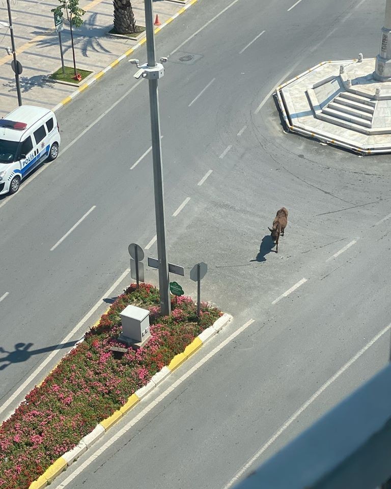Aydın’da sokaklar hayvanlara kaldı 