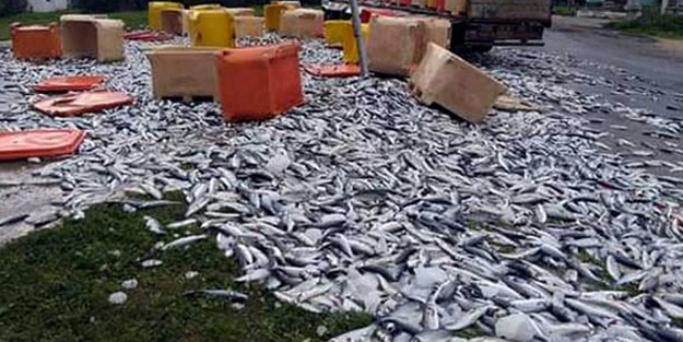 Aydın'da TIR kontrolden çıktı, yollar balık haline döndü