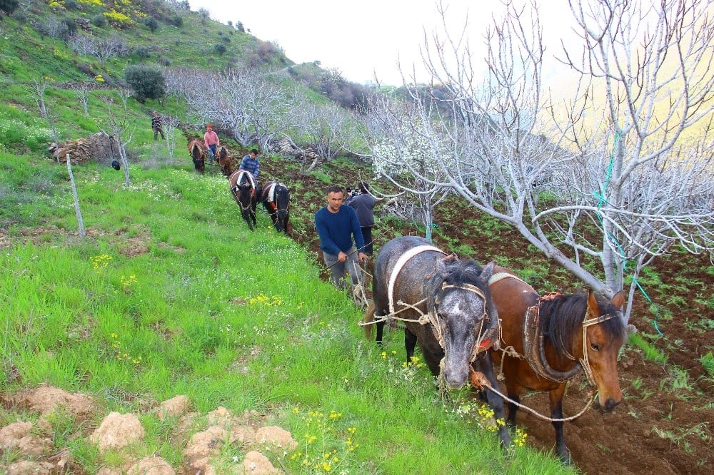 Aydın’da üretim seferberliği: Bölgedeki tüm atlar sabana koşuldu 