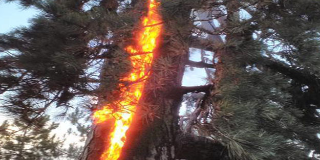 Aydın'da yıldırım düşen ağaç yandı