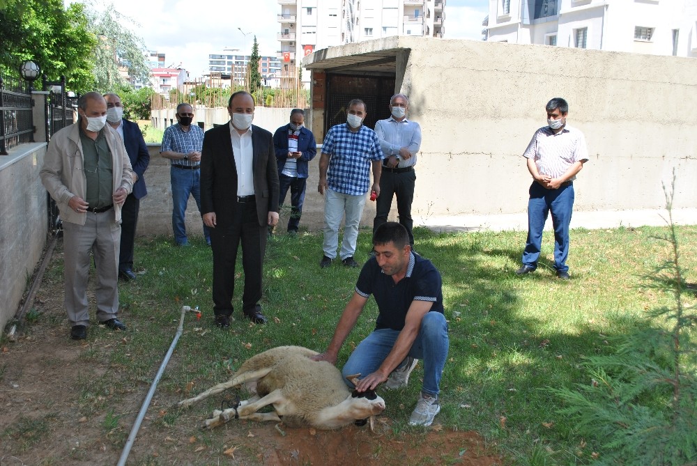 Aydın’ın 17 ilçesinde Cuma namazı öncesi şükür kurbanı kesildi 