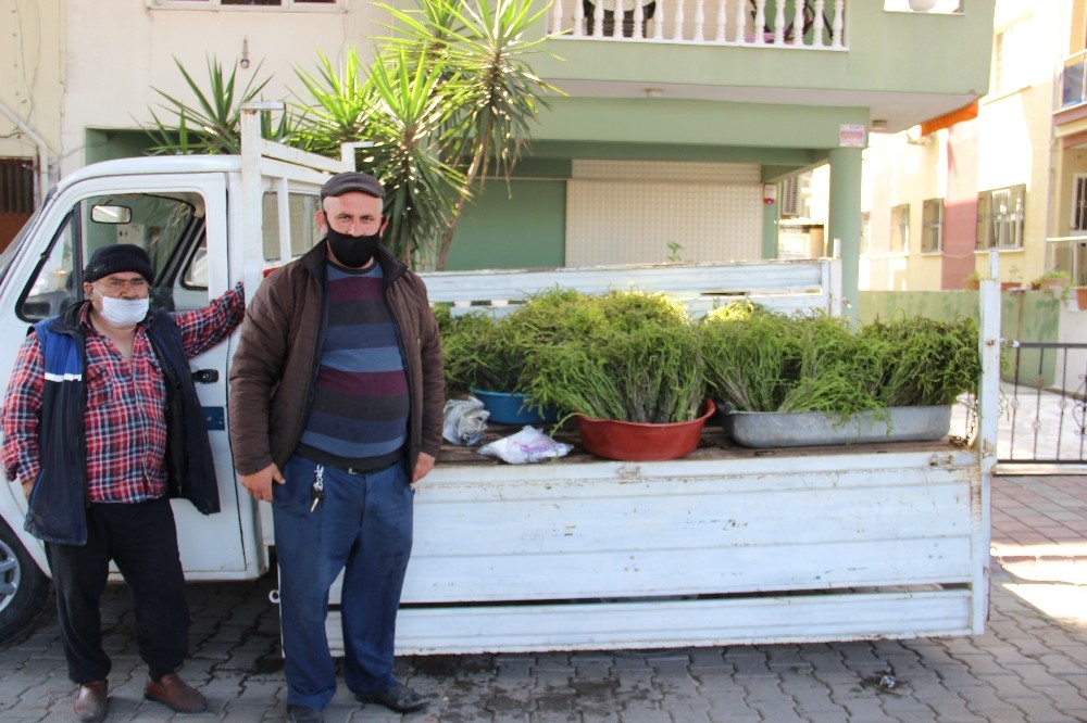 Aydın’ın acı otu, tatlı gelire dönüştü 