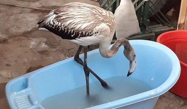 Aydın'ın Kuşadası ilçesinde flamingo seferberliği