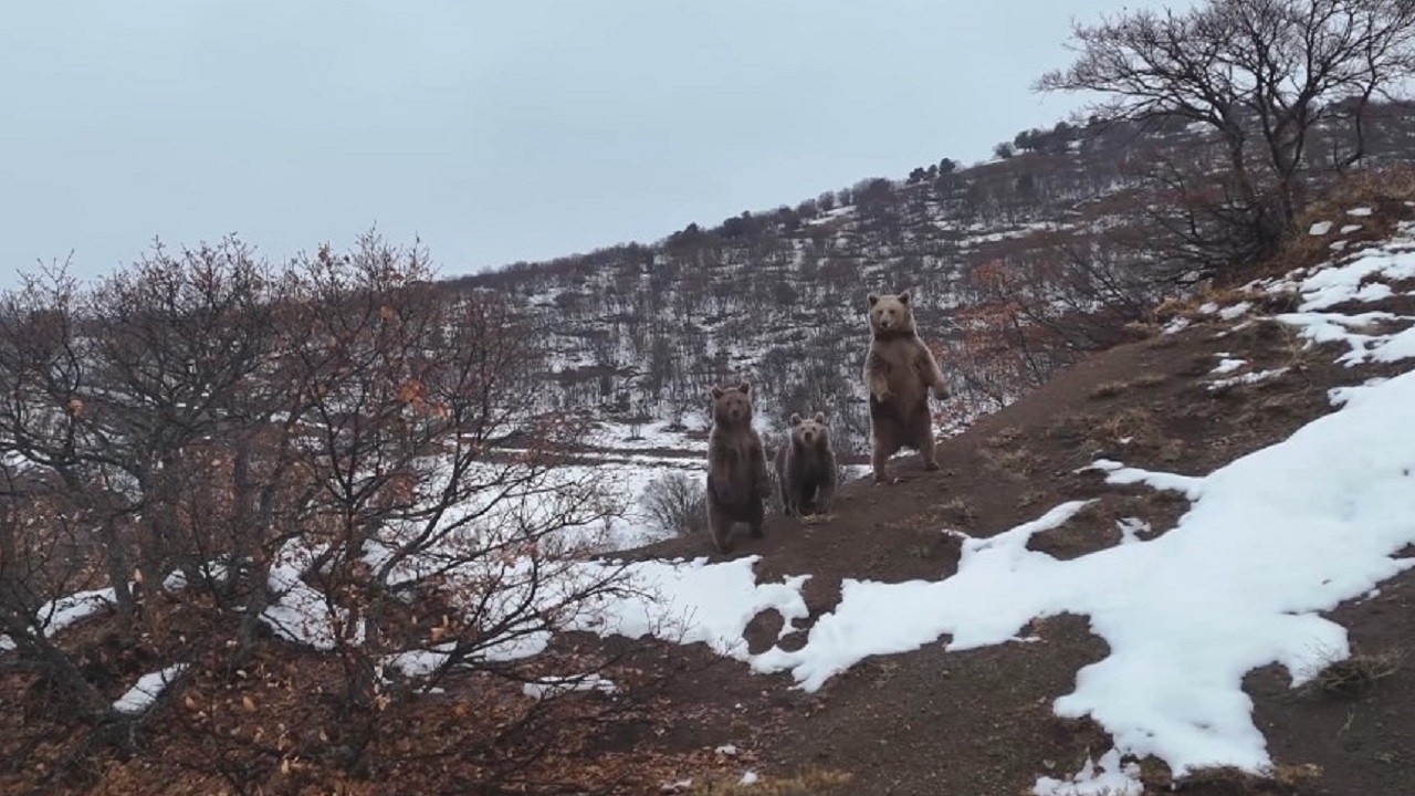 Ayı ailesi doğa fotoğrafçısına poz verdi!