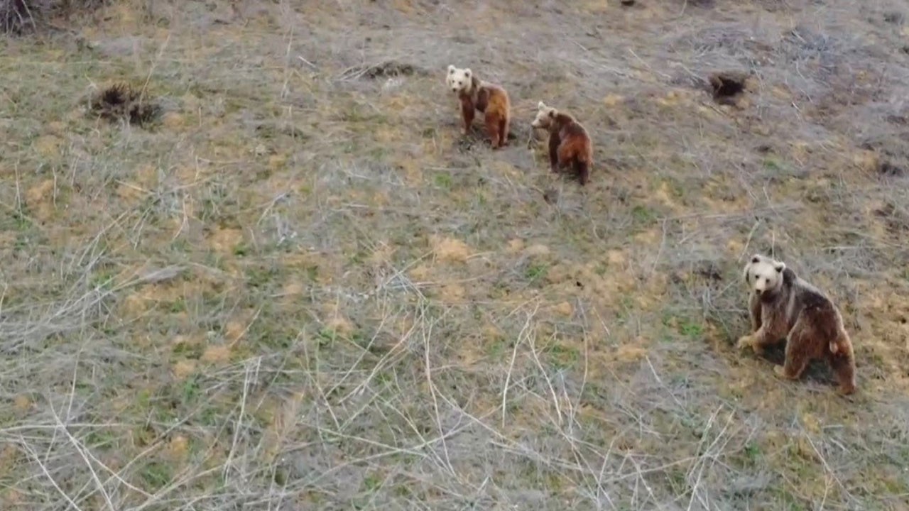 Ayı ailesi drone ile böyle görüntülendi