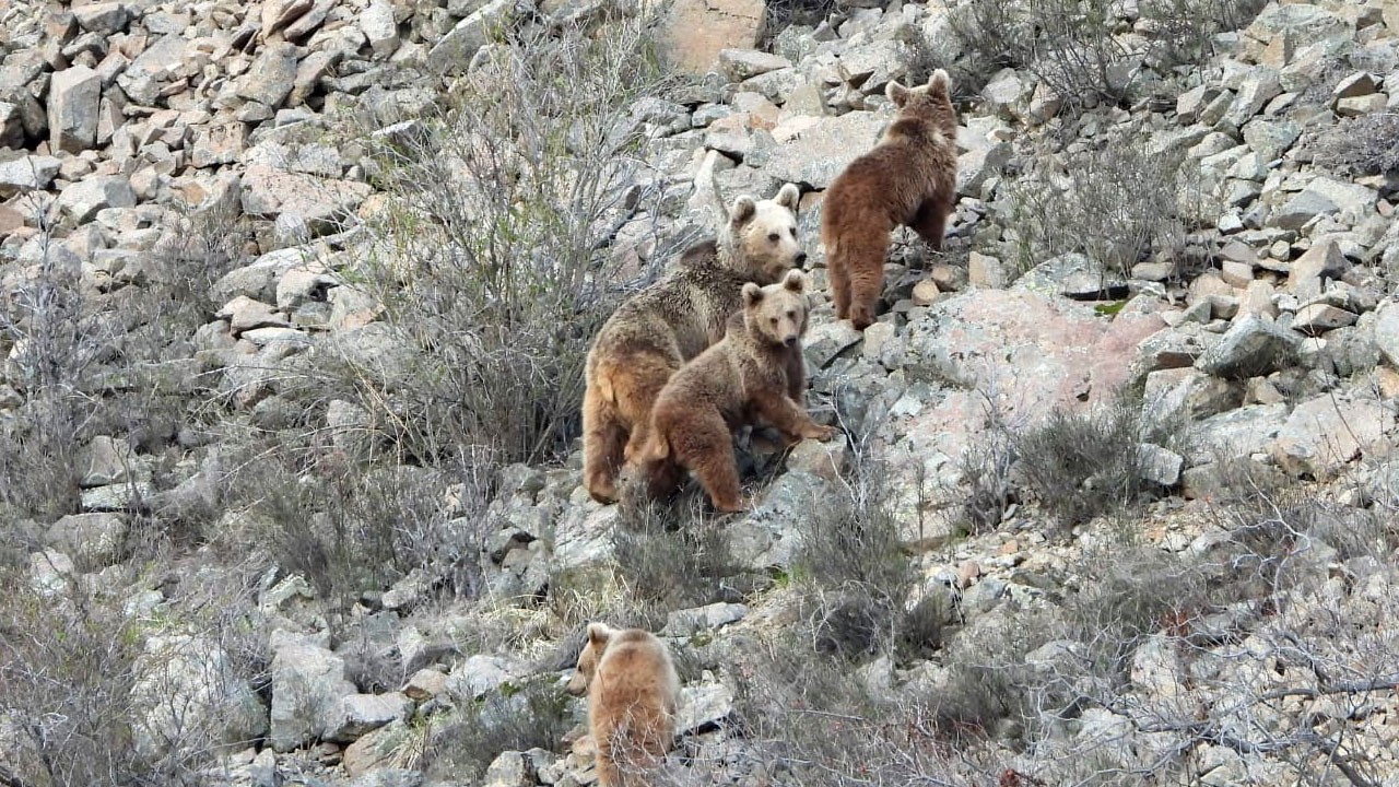 Ayı ailesi objektife böyle yakalandı