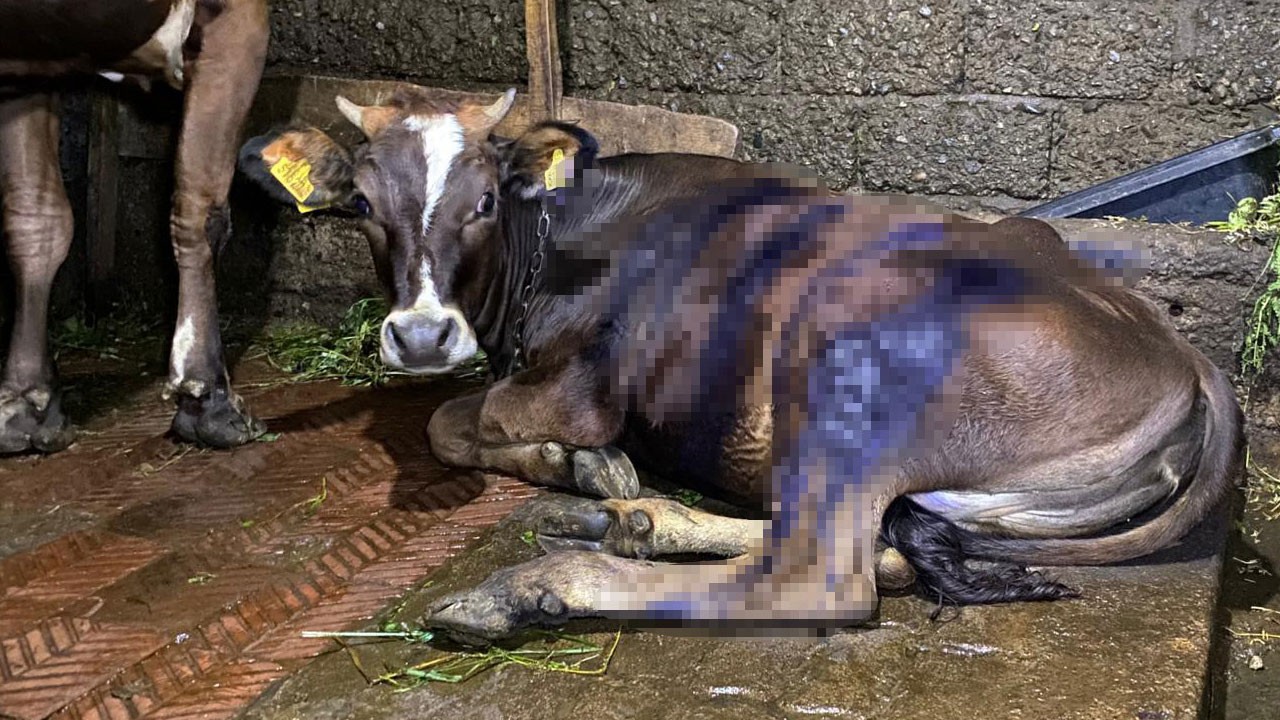 Ayı dehşeti! Meradan dönmeyen ineği böyle buldular