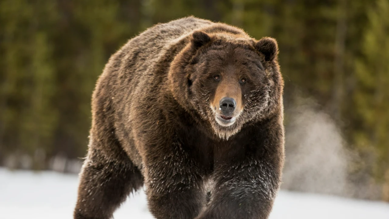Ayı etinin halka satışına onay verildi