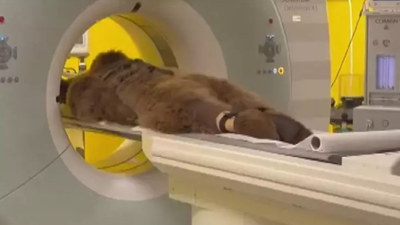 Ayı gibi yedi hastanelik oldu! Soğuk meyveyi fazla kaçıran Ayı Okan'ın MR'ı çekildi