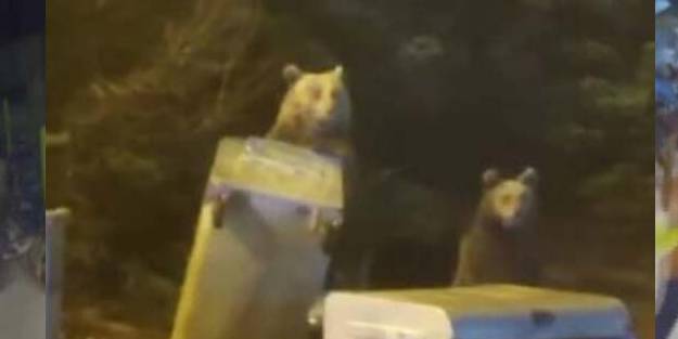 Ayı ile böyle göz göze geldiler! Uludağ'da ayı paniği kamerada