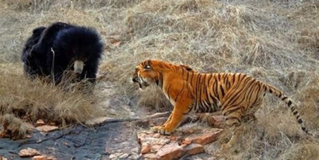 Ayı ile kaplan karşı karşıya geldi ve...