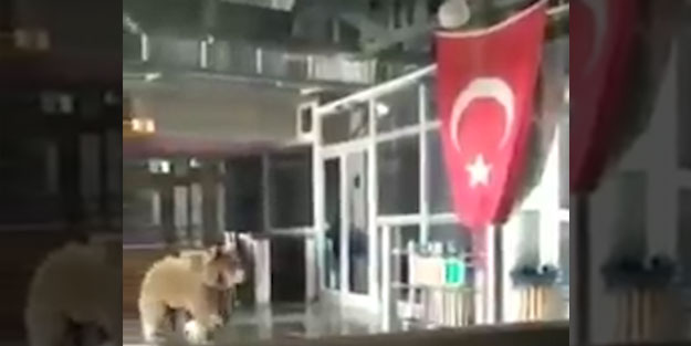 Ayı işyerine girdi! Korku dolu anlar