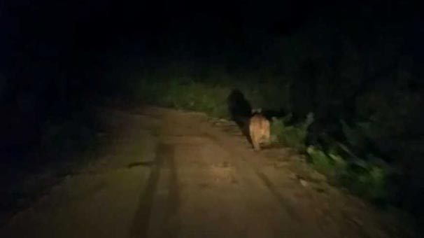 Ayı köy yolunda önüne çıkan aracı taşladı