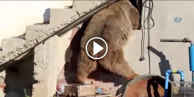 Ayı kümesin içine dalarsa