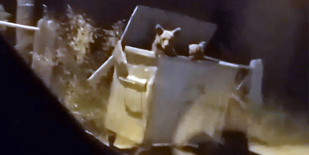 Ayı otomobilin önüne atladı, içindekilerin yüreği ağzına geldi