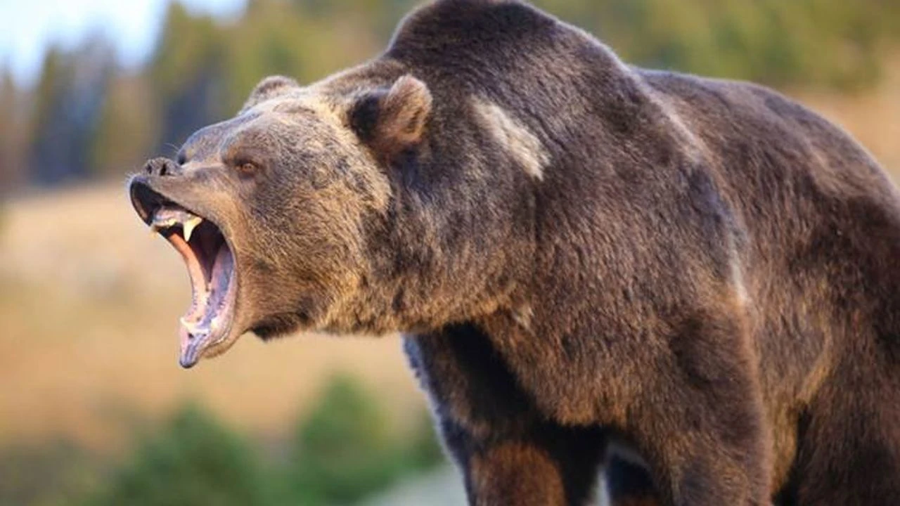 Ayı saldırısı: Çok sayıda yaralı var!