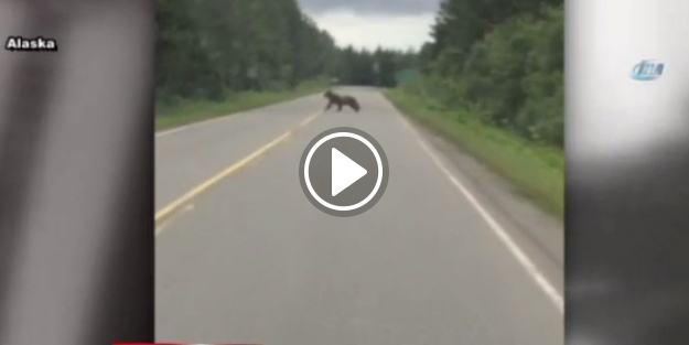 Ayı saldırısı kameraya böyle yansıdı