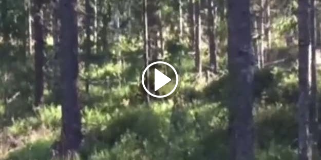 Ayı saldırısından bakın nasıl kurtuldu!