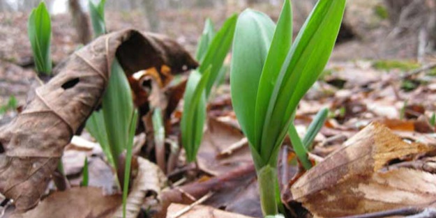 Ayı sarımsağı mideyi temizliyor