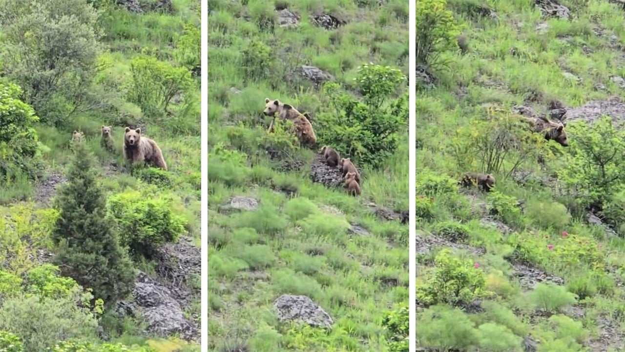 Ayı ve yavruları nara atan adamdan arkalarına bakmadan kaçtı!