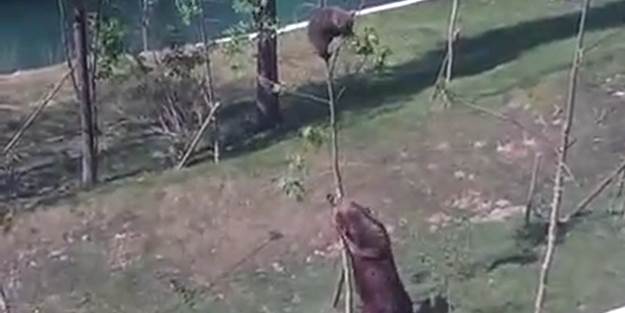 Ayı yavrusunu kurtarmak için neler yaptı neler