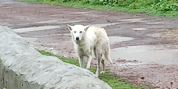 Ayıdan sonra şimdi de kurt görüldü! Şehir merkezinde tedirgin eden olay