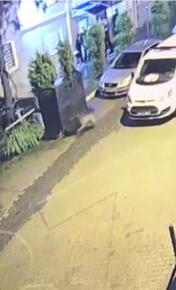 Ayılar Artvin’i mesken tuttu 